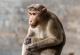 Научници клонираа мајмун од видот резус - се очекува револуција во тестирањето лекови