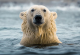 Овој фотограф успева да направи неверојатни фотографии од арктичките животни