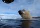 Како поларната мечка го гледа светот околу себе?