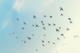 Како птиците формираат јато - научниците откриле претходно непознат аеродинамичен феномен