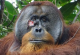 Див орангутан си ги лекувал раните со лековити билки
