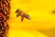 Науката е изненадена од неверојатните математички вештини на пчелите