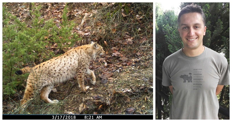 Балканскиот рис не живее во заробеништво. Ако исчезне, никогаш нема да го вратиме