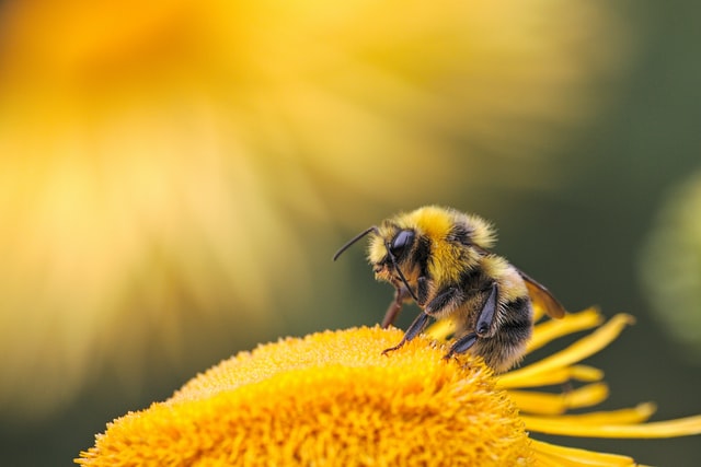 Ако сакате да решите големи проблеми, обидете се да размислувате како пчела
