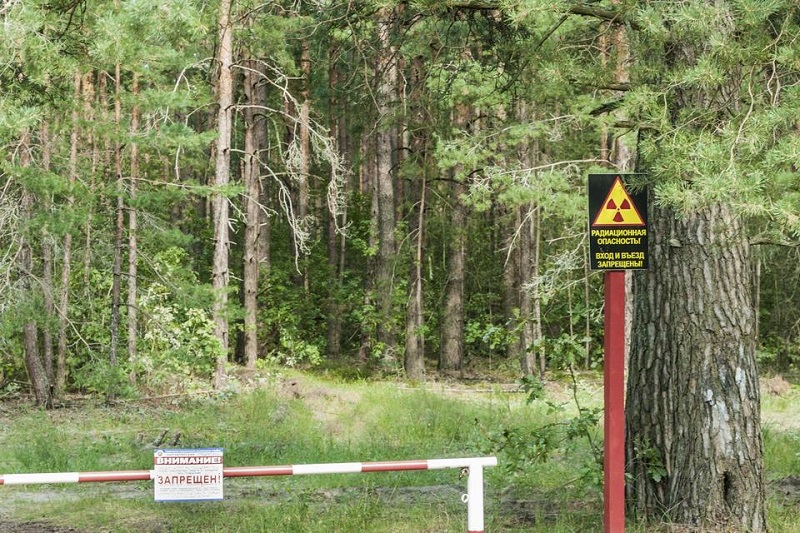 Зошто растенијата во Чернобил не ѝ подлегнаа на радијацијата?