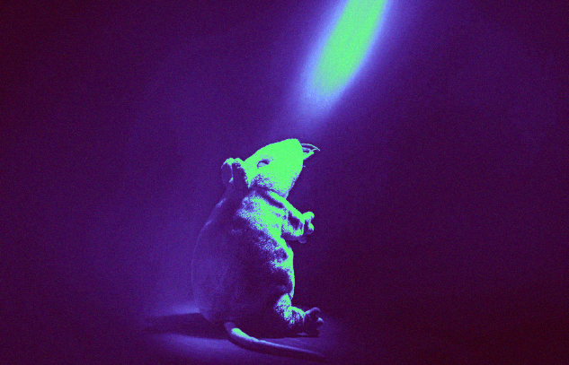Научници одвратија зависност од алкохол кај глувци со ласери