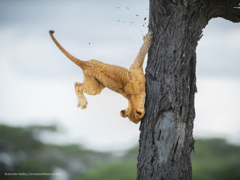 Победниците од натпреварот „Најкомична фотографија од дивиот свет“ ја покажуваат урнебесната страна на природата