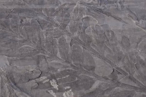 Фосили од дрва на Антарктикот