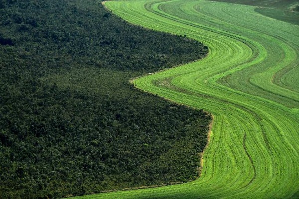 Регионот кој се уништува побрзо од Амазонија е дом на 5% од животните и растенијата на планетата