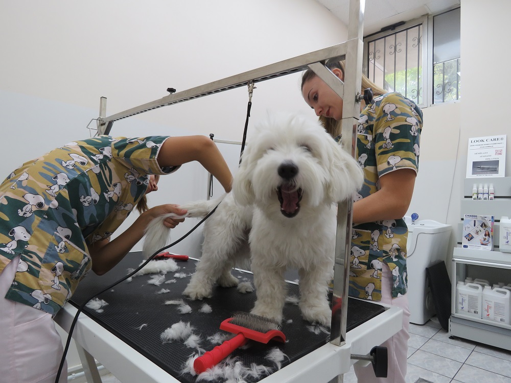 И кучињата заслужуваат ВИП-третман - хидромасажа и суво бањање во центарот на Скопје