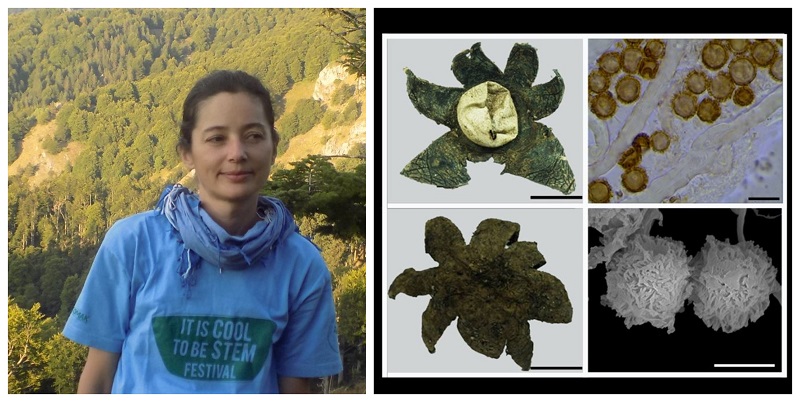 Astraeus macedonicus – откриен нов вид габа од Македонија