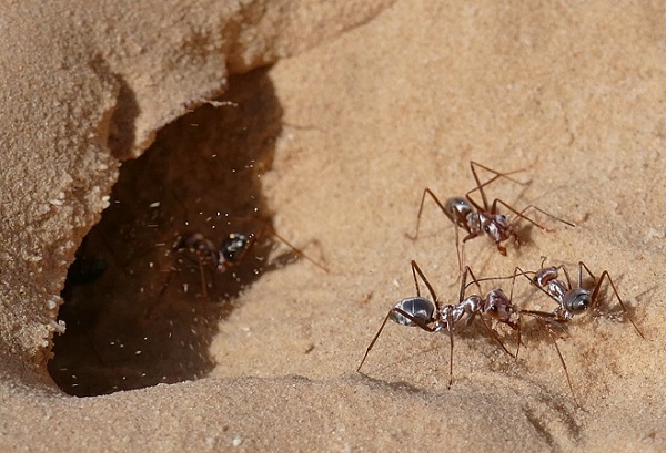 Снимена најбрзата мравка во светот