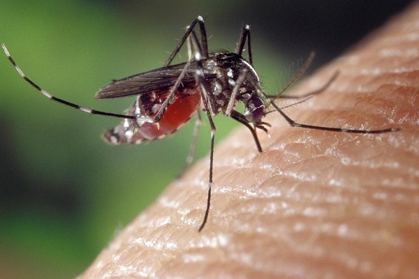 Научници се враќаат на нацистички инсектицид бидејќи е најдобар против комарци и маларија