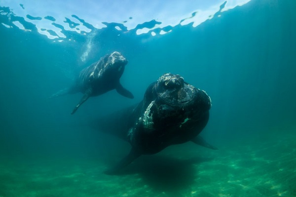 Зошто северноатлантските китови им шепотат на нивните малечки?