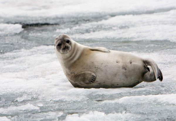 Смртоносен вирус се шири меѓу морските цицачи поради топењето на мразот на Арктикот