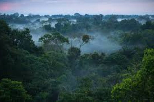 Бразил годишно губи околу 10.000 квадратни километри прашума