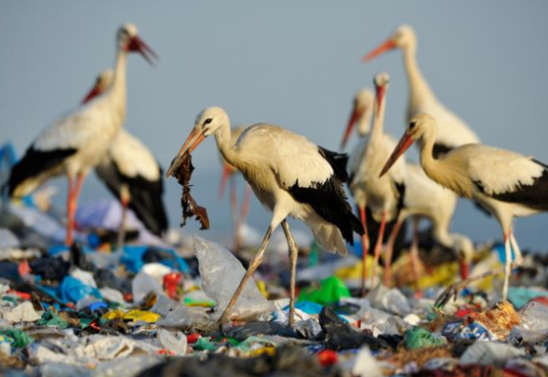 Зошто океанските животни јадат пластика?