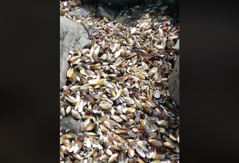 Половина милион школки се свариле на плажа во Нов Зеланд