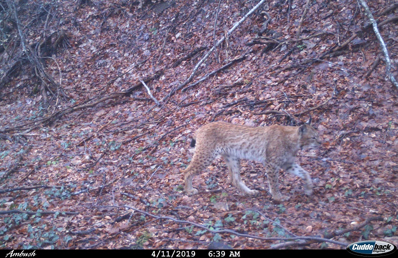 Фатена втора женка рис близу Стража