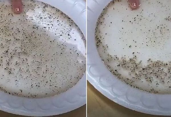 Едноставен експеримент покажува колку е ефективен сапунот во борбата против вирусите