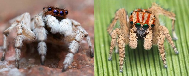 Во Австралија се откриени нови видови пајаци