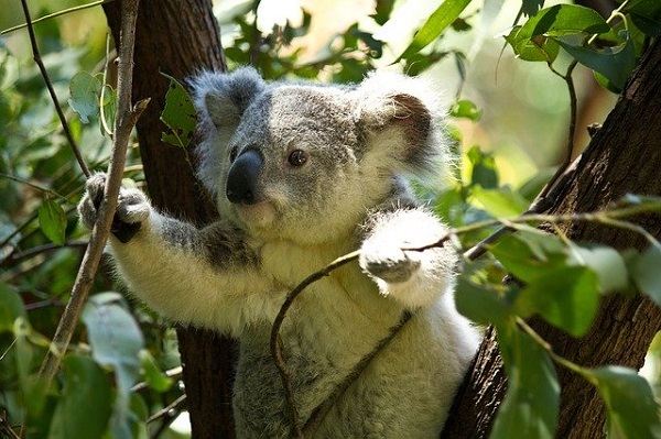 Австралија почнува да ги враќа во природата коалите спасени од пожарите