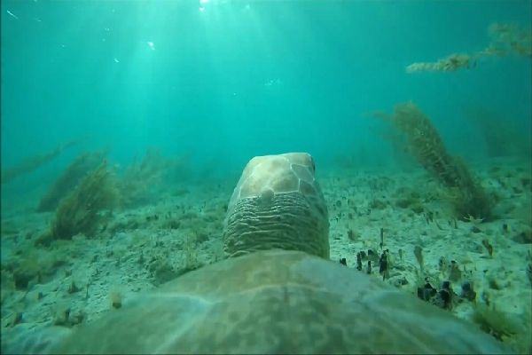 Проект што го воодушеви светот: Како изгледа океанот од перспектива на една морска желка