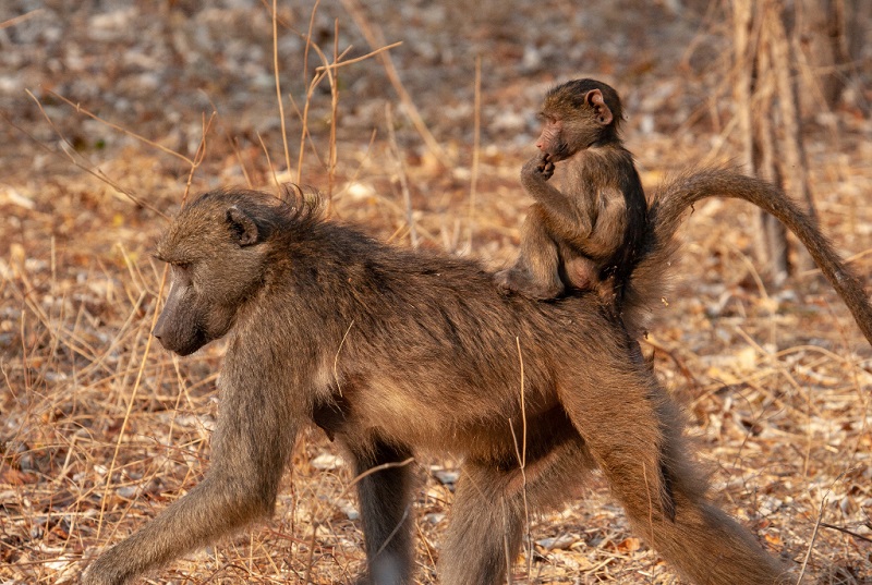 Женките бабуни го држат бебето на левата рака од иста причина како и луѓето