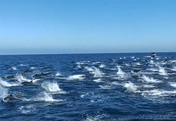 Прекрасна глетка на група од 300 делфини во Калифорнија