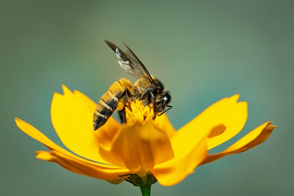 Отровот од пчелите убива клетки на рак на дојка за помалку од еден час, покажува истражување