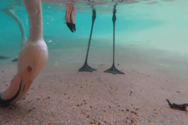 Видео направено под вода го открива необичниот начин на кој јадат фламингата