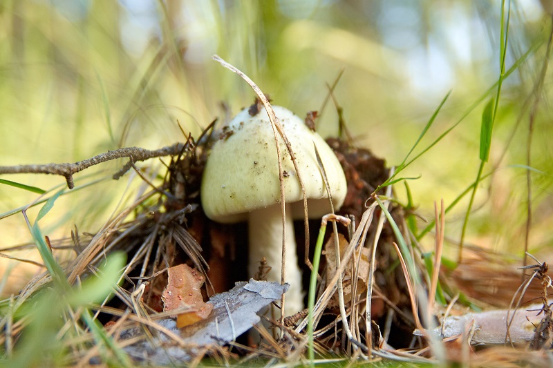 Плодно за печуркарите, кобно за непознавачите. Само 70 грама се доволни да се отруете, вели проф. Митко Караделев