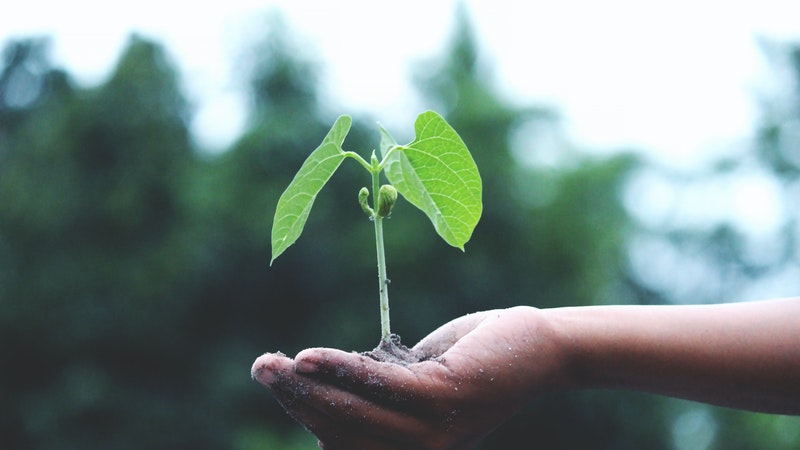 Апликација им овозможува на луѓето да заработат преку одгледување дрвја