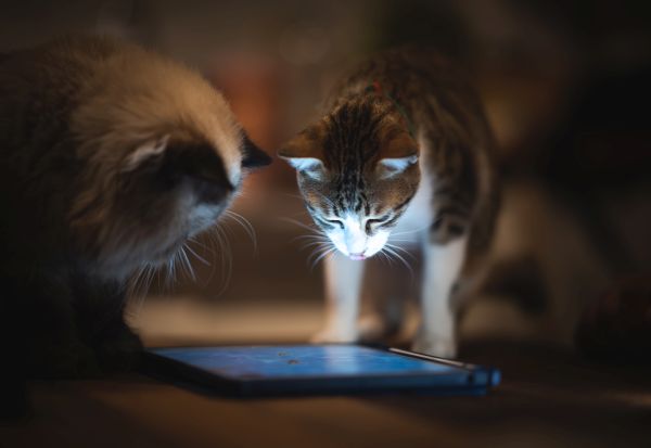 Апликација го преведува мјаукањето на мачките во зборови што можеме да ги разбереме