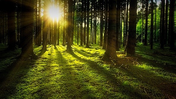 Норвешка им нуди паричен надомест на земјите што ќе го забават сечењето на шумите