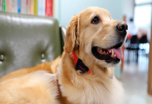 Ремче што го преведува лаењето на кучето со помош на вештачка интелигенција