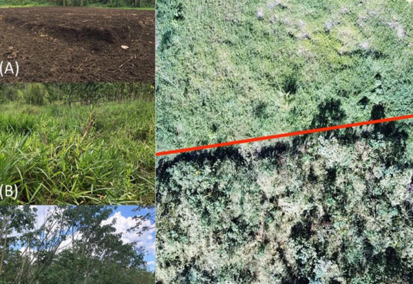 Истражувачи истуриле тони каша од кафе во една шума. Еве како изгледа денес