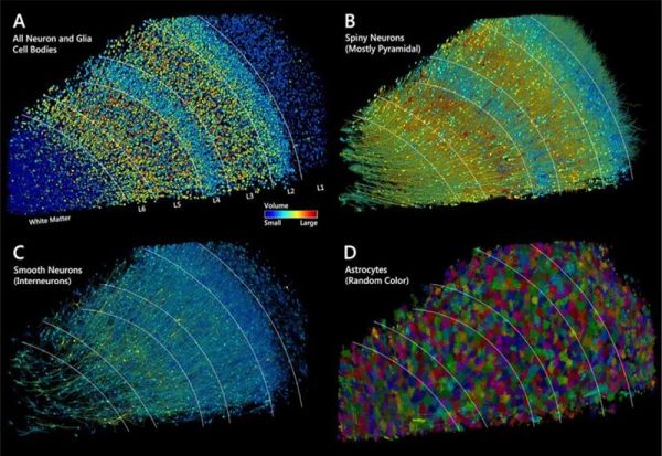 „Гугл“ помогна во создавањето на најдеталната мапа на нервни врски во човечкиот мозок