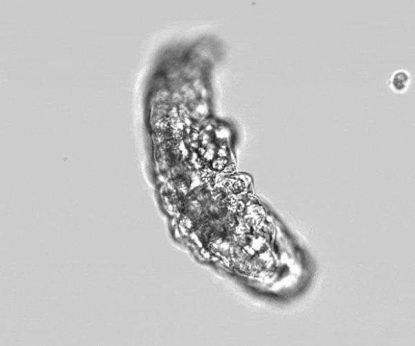 водени мечки