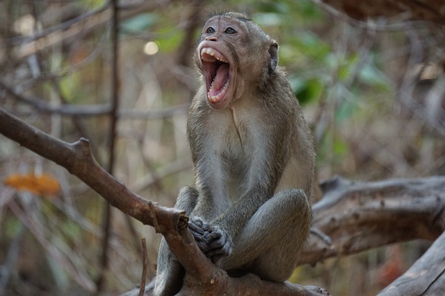 Не се смеат само луѓето, облик на смеење бил препознаен кај над 65 вида животни