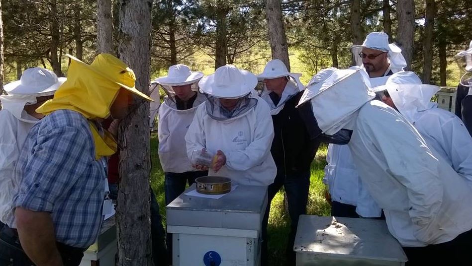 Македонската пчела е заштитена со закон, но многу пчелари кај нас одгледуваат неавтохтони видови и со тоа ѝ наштетуваат