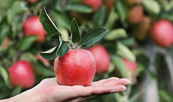 Листа на овошја и зеленчуци со најмногу пестициди