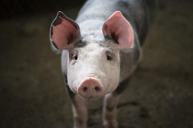 Истражувачи оживеале органи на мртви свињи