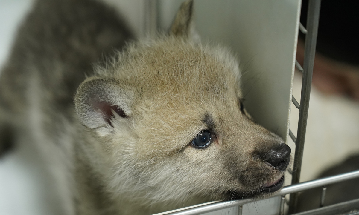 Во Кина успешно клонирана арктичка волчица