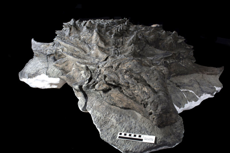 Најзачуваниот фосил на диносаурус – останати се лицето и кожата на животното