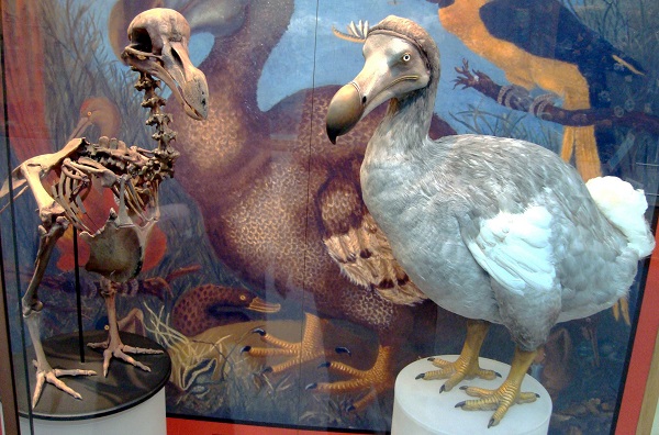 Научници сакаат да ја вратат во живот изумрената птица додо