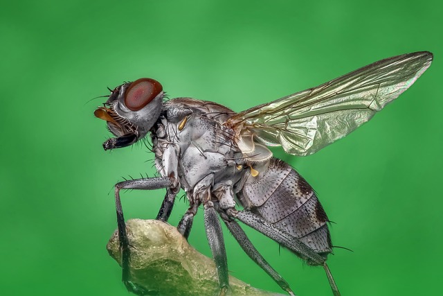 Научниците откриле вид мува што не може да лета