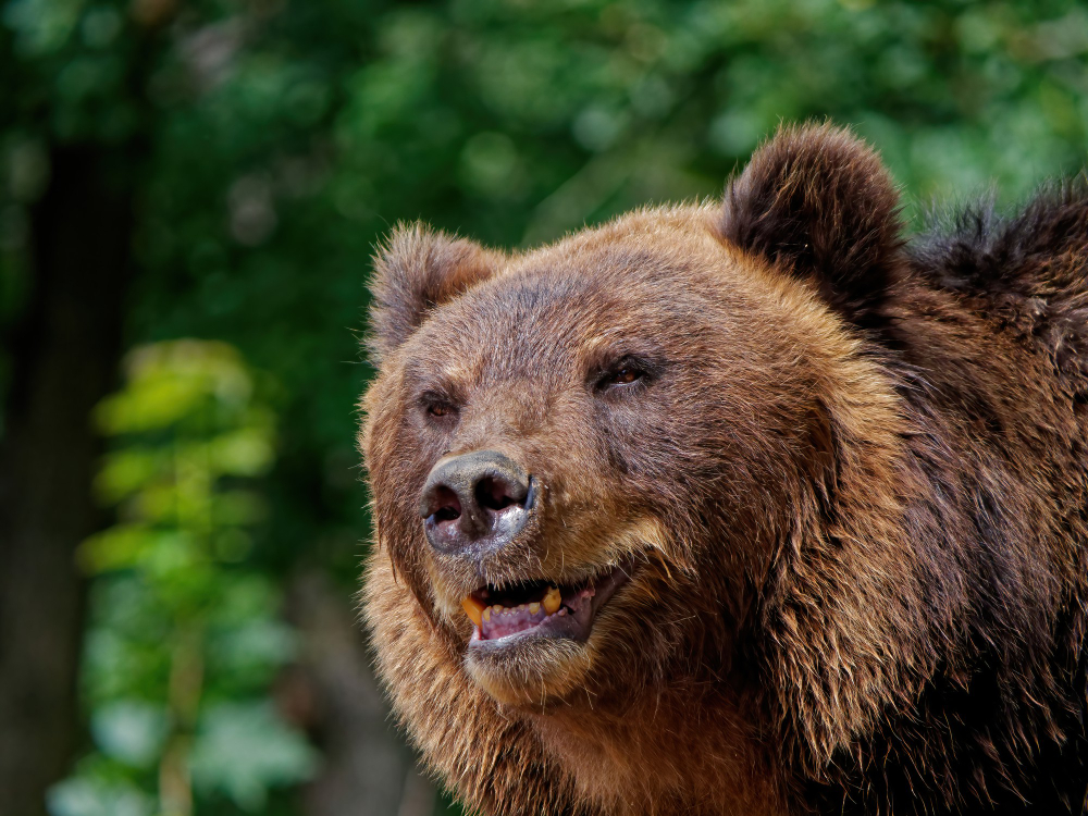 Општина Маврово и Ростуше бара да се прогласи кризна состојба поради големиот број мечки
