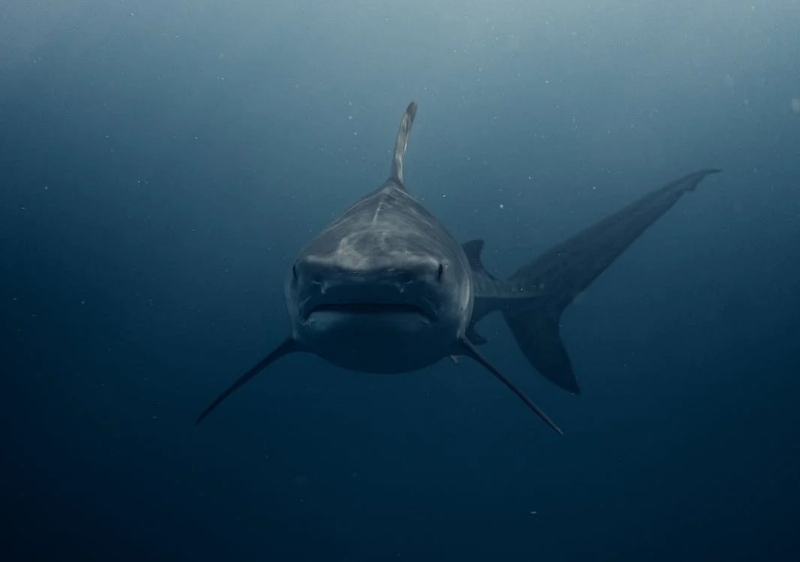 Колку луѓе биле каснати од ајкула во 2023 година?