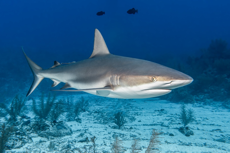 Поради покачувањето на температурата на морето, се зголеми бројот на ајкули-бикови